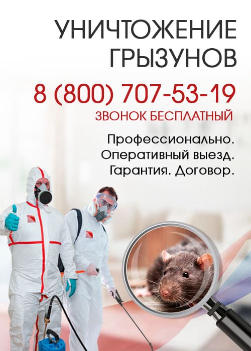 Уничтожение крыс в Волоколамске