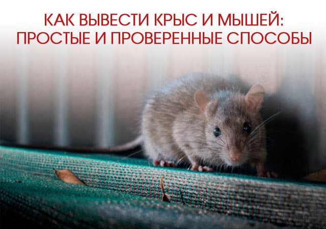 Как вывести крыс и мышей в Волоколамске: простые и проверенные способы