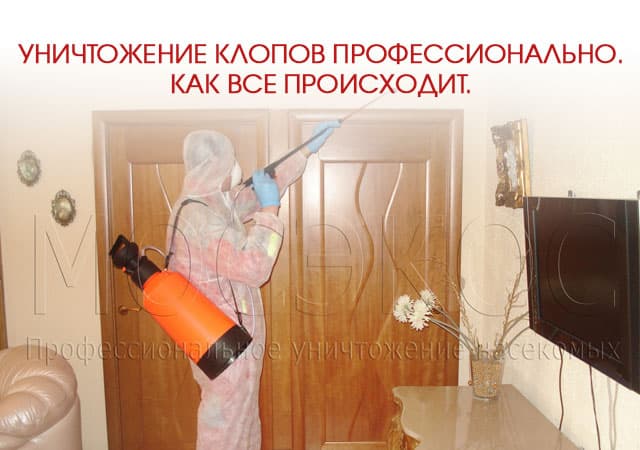 Уничтожение клопов профессионально в Волоколамске
