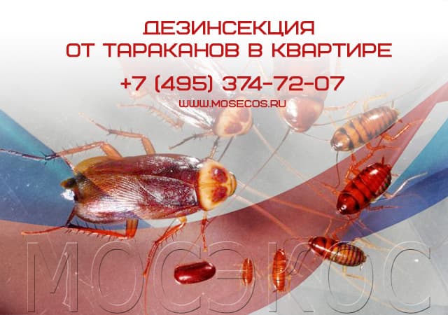 Дезинсекция от тараканов в квартире в Волоколамске