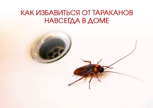 Как избавиться от тараканов в доме в Волоколамске