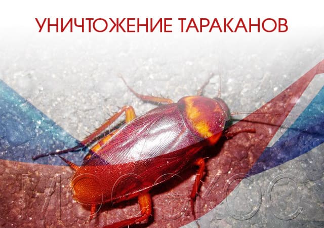 Уничтожение тараканов в Волоколамске