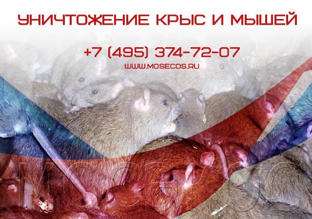 Уничтожение крыс и мышей в Волоколамске