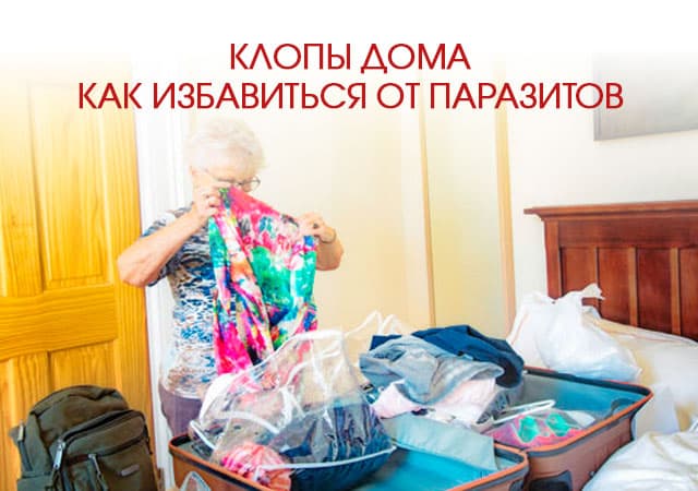 Клопы дома: как избавиться от паразитов в Волоколамске